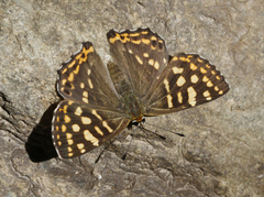 Dodona durga