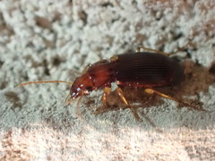 Trichotichnus vulpeculus