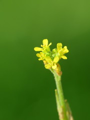 Sisymbrium officinale