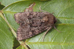 Oligia latruncula