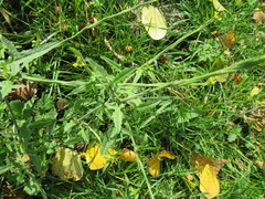 Sisymbrium officinale