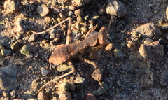 Ligariella