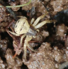 Ozyptila tricoloripes