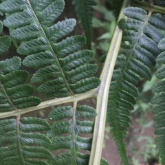 Diplazium viridissimum