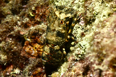 Scyllarus arctus