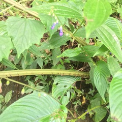 Diplazium viridissimum