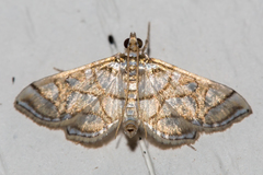 Pseudopyrausta santatalis