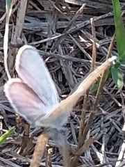 Echinargus isola