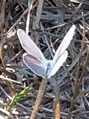 Echinargus isola
