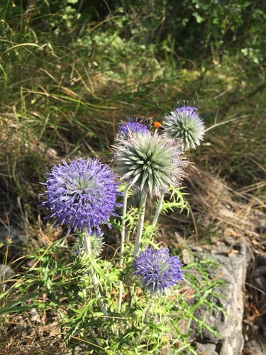 Globus čičak (Echinops ritro)