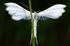 Pterophorus pentadactyla