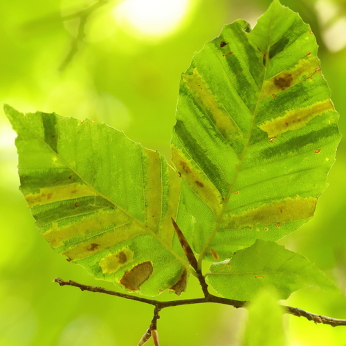 Beech Leaf Disease