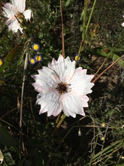 Monsonia speciosa