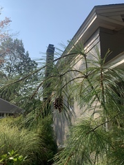 Pinus
