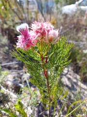 Serruria rosea
