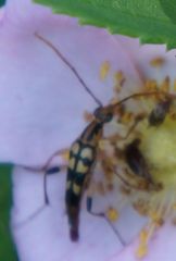 Strangalia luteicornis