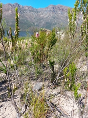 Serruria rosea