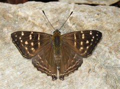 Dodona dipoea