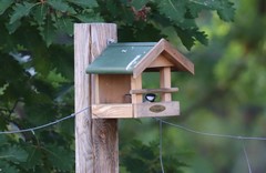 Parus major