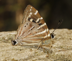Dodona dipoea