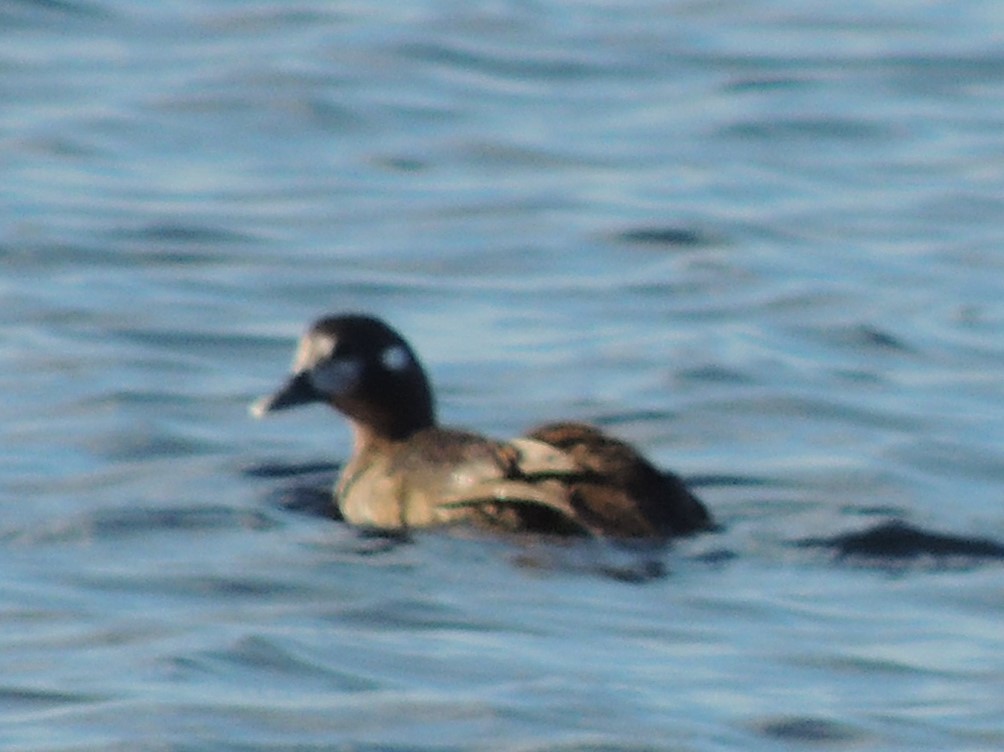 Harlequin Duck