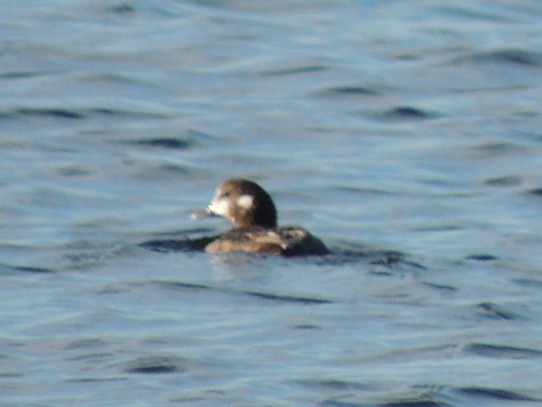 Harlequin Duck