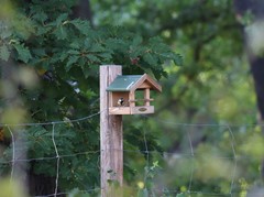 Parus major