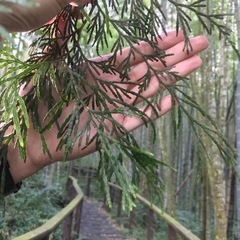 Calocedrus formosana