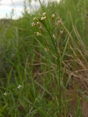 Dontostemon micranthus