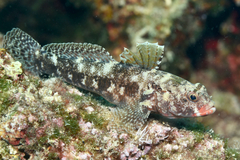 Gobius cruentatus