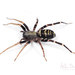 Ant-mimic Sac Spiders - Photo (c) Ashley M Bradford, some rights reserved (CC BY-NC), uploaded by Ashley M Bradford