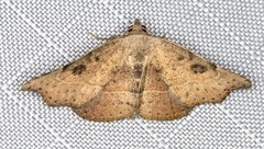 Laspeyria concavata