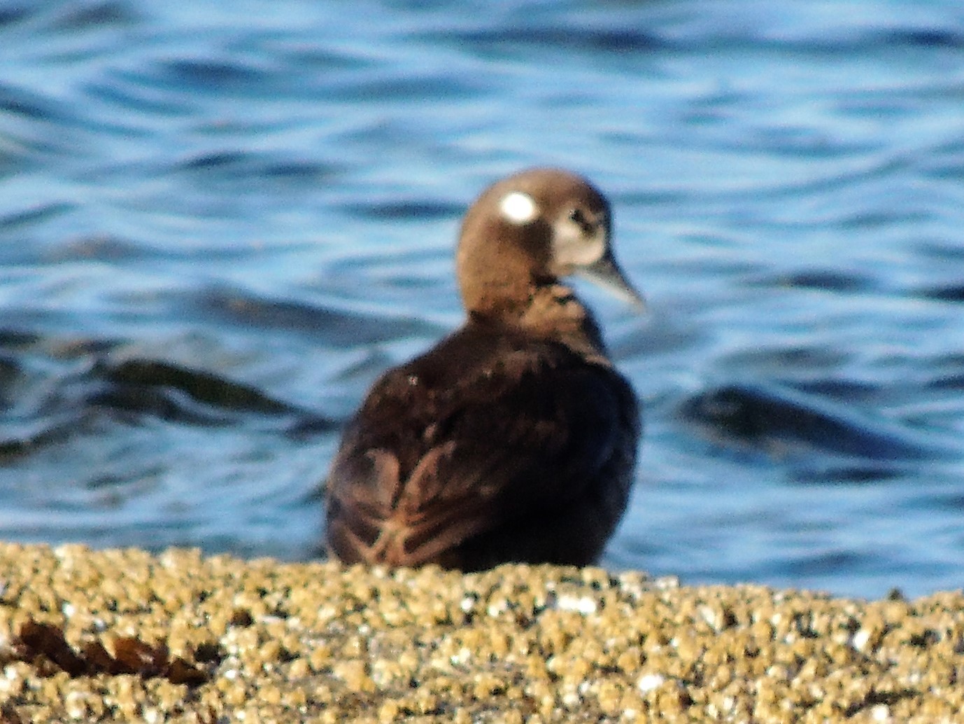 Harlequin Duck