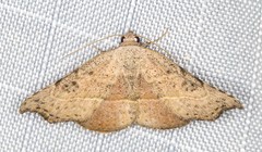Laspeyria concavata