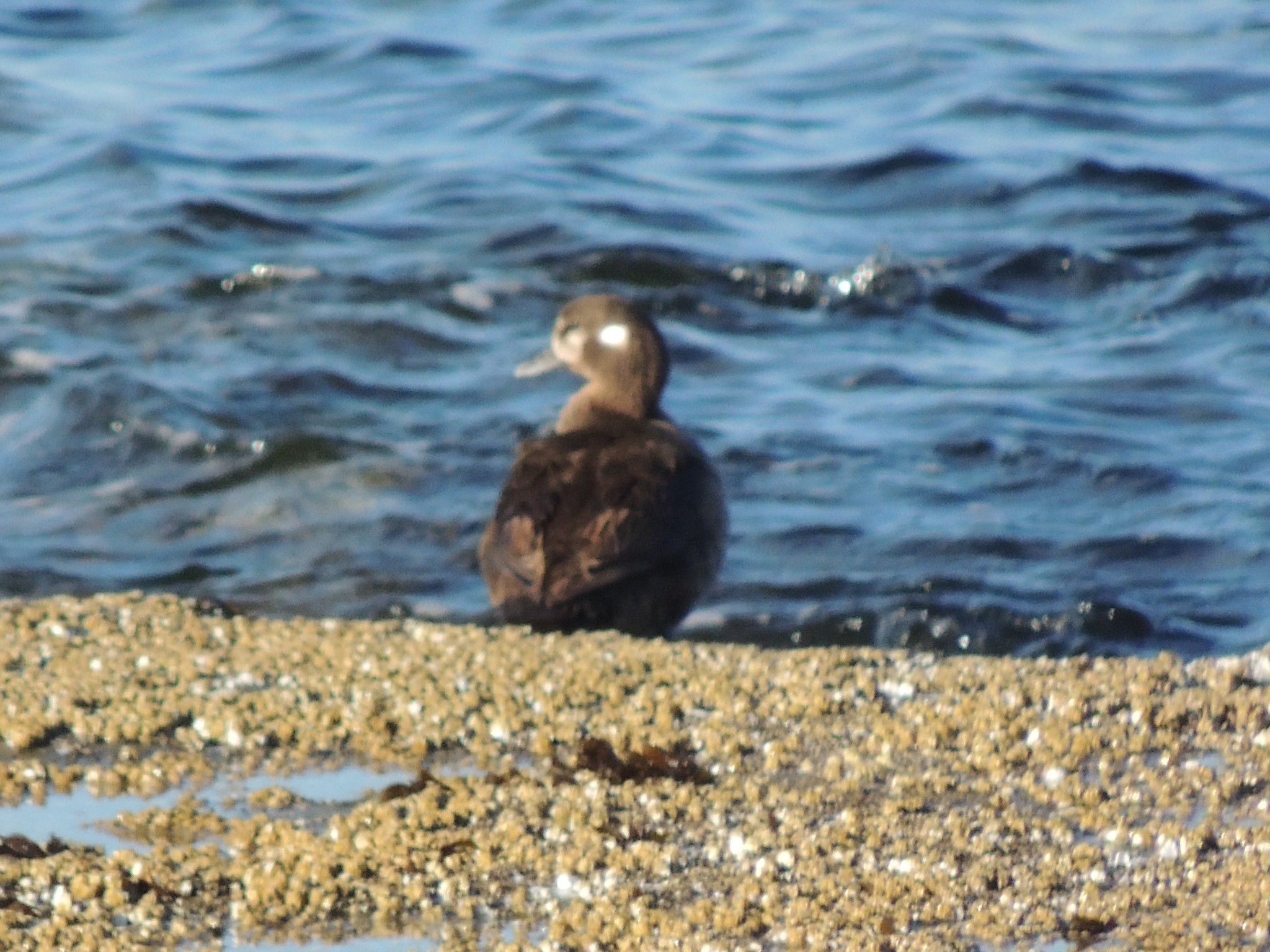 Harlequin Duck