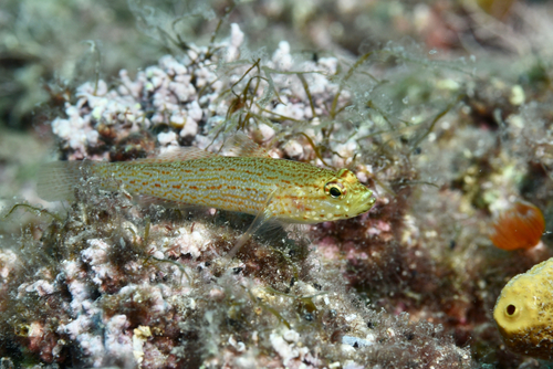 Representative image of Gobius auratus