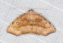 Laspeyria concavata