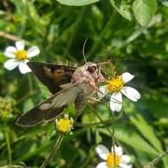Melipotis agrotoides