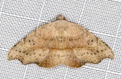 Laspeyria concavata