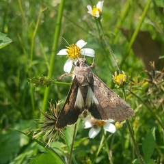 Melipotis agrotoides