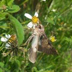 Melipotis agrotoides