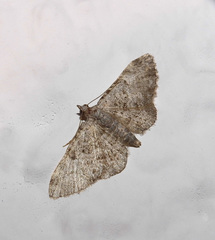 Eupithecia semigraphata