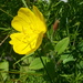 Meadow Evening Primrose - Photo (c) Erin Faulkner, some rights reserved (CC BY-NC), uploaded by Erin Faulkner