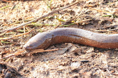 Ophisternon bengalense