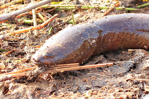 Bengal eel (Ophisternon bengalense) — Synbranchidae — 3