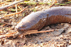 Ophisternon bengalense