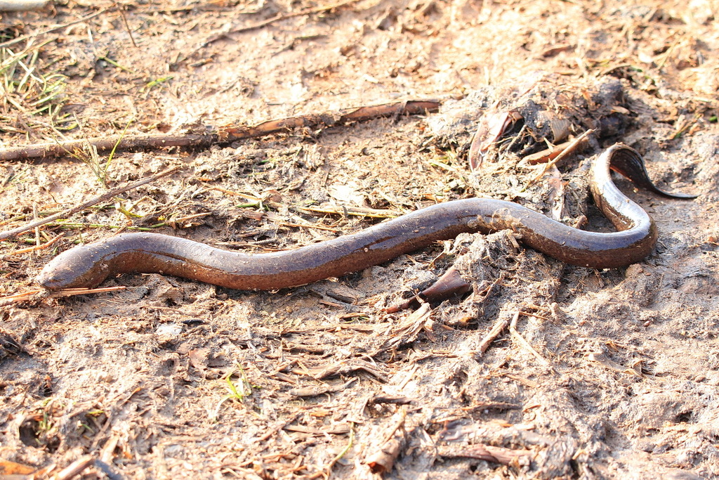 Asian Swamp Eel