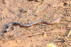 Ophisternon bengalense