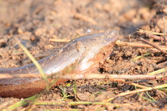 Ophisternon bengalense