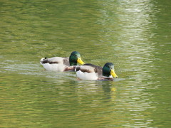 Anas platyrhynchos
